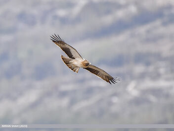 Booted Eagle (Hieraaetus pennatus) - image #498191 gratis