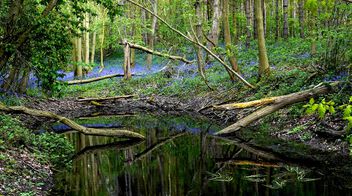 Bluebell woodlands - Fitzjohns Grove, Halstead, Essex UK - бесплатный image #498251