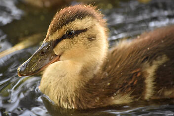 Mallard duckling! - image #498281 gratis