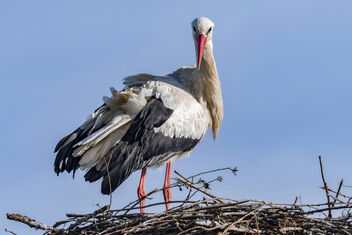 Stork time - Happy weekend! - image gratuit #498371 