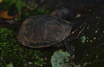 Northern Musk Turtle (Sternotherus odoratus) - image gratuit #498561 