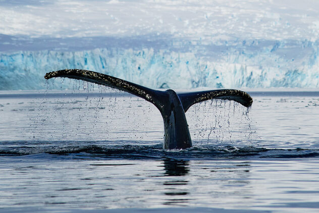 Humpback whale in Antarctica - Free image #498611