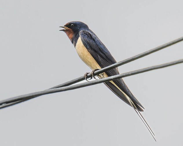 Swallow (Hirundo rustica) - бесплатный image #498631