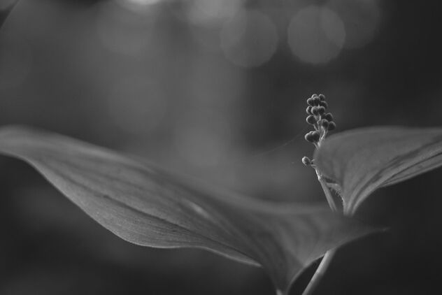 [Maianthemum bifolium 6] - Free image #498781