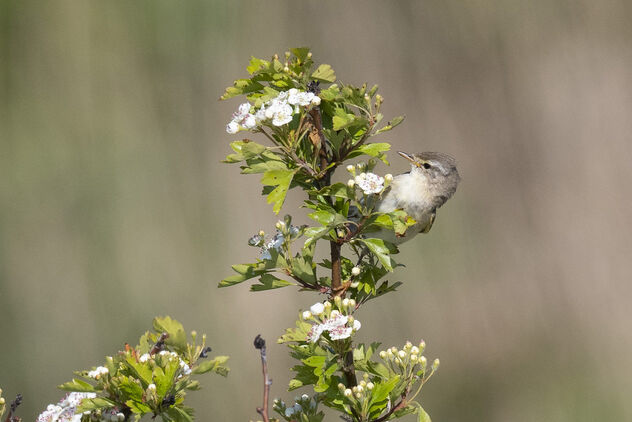 Fitis - Willow Warbler - image gratuit #498861 
