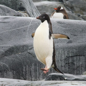 Penguin jumping - image #498901 gratis