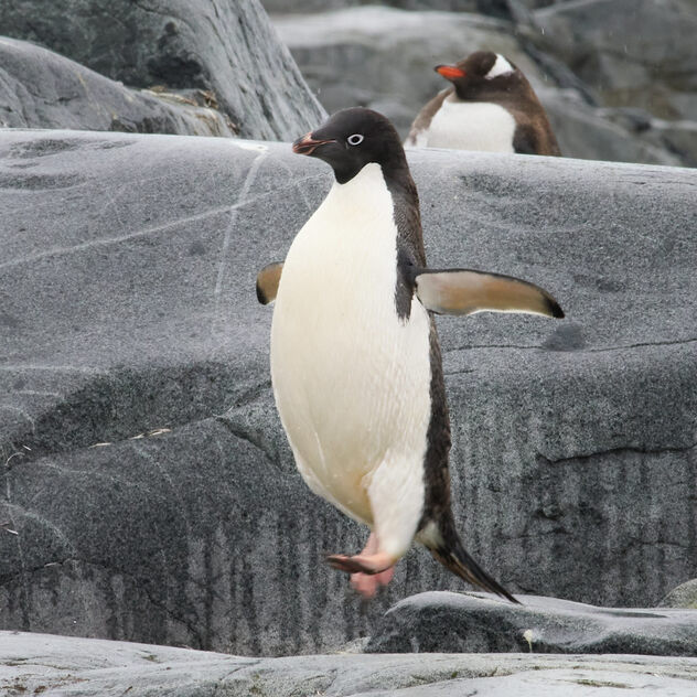 Penguin jumping - Kostenloses image #498901