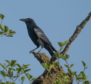 Carrion Crow (Corvus corone) - image #498921 gratis