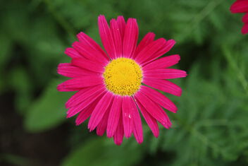 Red Daisy - Free image #499421