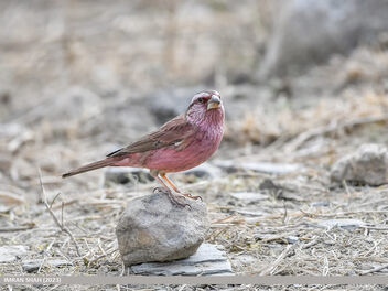 Red-Mantled Rosefinch (Carpodacus rhodochlamys) - Free image #499461