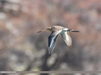 Black-tailed Godwit (Limosa limosa) - image #499471 gratis