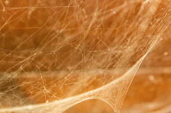 2023 (365 challenge) - Week 28 (Abstract in nature) - Day 7 - spider's web - image gratuit #499721 