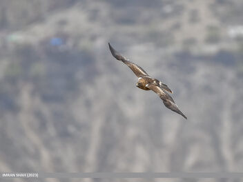 Booted Eagle (Hieraaetus pennatus) - Free image #499821