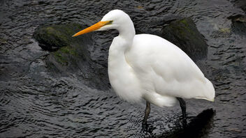 White heron, Egretta alba modesta, - image #499871 gratis