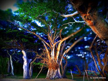 Sacred Bougny Tree - Free image #500021