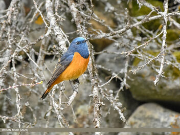 Blue-fronted Redstart (Phoenicurus frontalis) - image gratuit #500201 