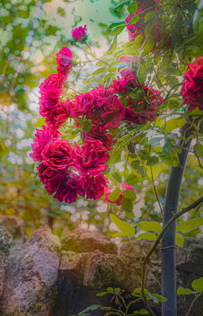 Roses in my Garden - image gratuit #500221 