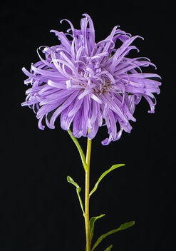 Astor flower - image #500251 gratis