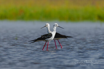 Elegance in Motion: Black-winged Stilts on Emerald Waters - Free image #500421