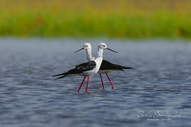 Elegance in Motion: Black-winged Stilts on Emerald Waters - Free image #500421