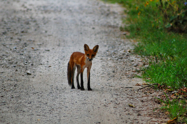 Fox In The Road - Kostenloses image #500531