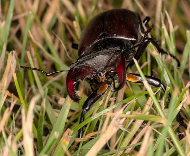 Stag beetle - Free image #501171