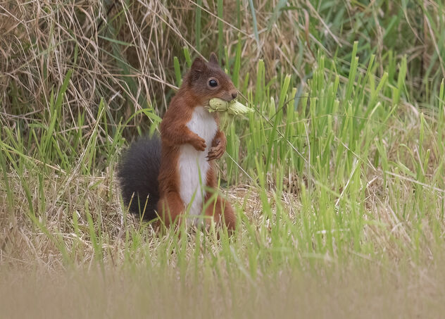 Red Squirrel - Kostenloses image #501191