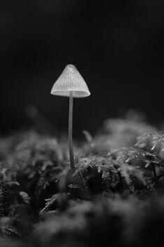 [Small Fungi 64 | 20231014-A7202571.JPG] - Free image #501401