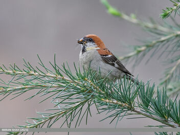 Russet Sparrow (Passer rutilans) - бесплатный image #501551