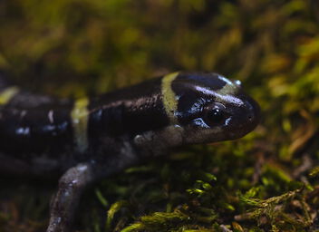 Ringed Salamander (Ambystoma annulatum) - image gratuit #501591 