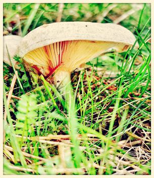 Fungi - image gratuit #501701 