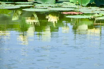 Summer in Lotus Land - Free image #501811