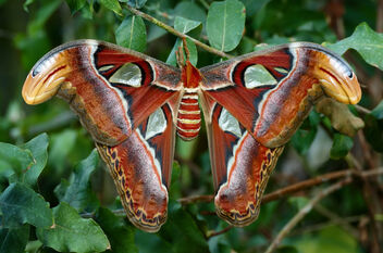 Attacus atlas, the Atlas moth, - бесплатный image #501891
