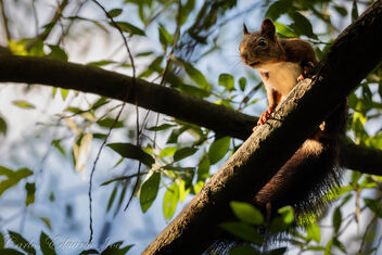 The red squirrel (Sciurus vulgaris) - image gratuit #501991 