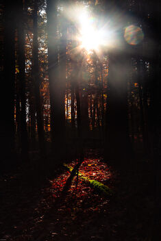 Nature's Spotlight in West Virginia - Free image #502041