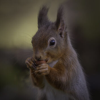 Red Squirrel - image #502071 gratis