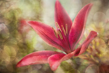 Pink Lily - Free image #502401