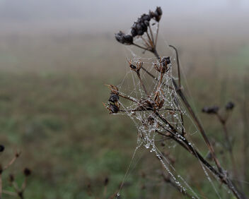 Cold and Mist - image gratuit #502471 