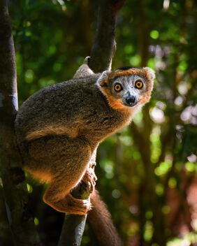 Crowned Lemur, Madagascar - бесплатный image #502541