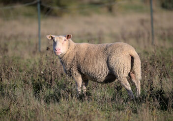 Sheep - Kostenloses image #503041