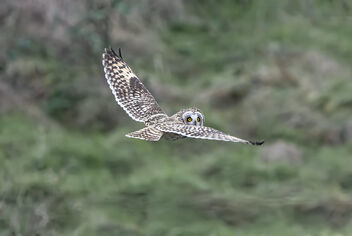 Short-eared Owl at Bowers Marsh 4th Jan 2024 - бесплатный image #503201