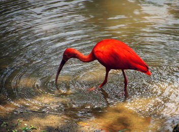The scarlet ibis. - Kostenloses image #503321