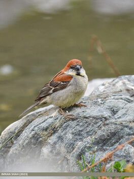 Russet Sparrow (Passer rutilans) - image #503441 gratis