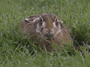 European hare (Lepus europaeus) - бесплатный image #503461