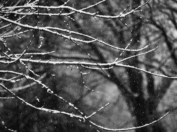 Winter Lace - Kostenloses image #503661