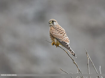 Common Kestrel (Falco tinnunculus) - image gratuit #503841 