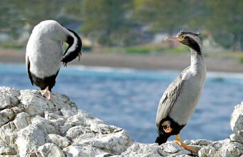 Spotted shags NZ - image #503871 gratis
