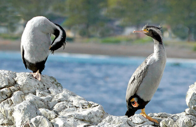 Spotted shags NZ - Free image #503871