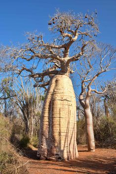Baobab in the Spiny Forest - бесплатный image #503901