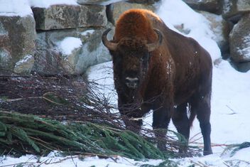 Visent, the European bison - бесплатный image #504041